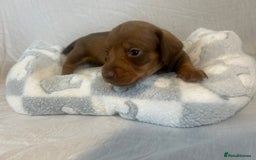 Miniature Dachshund dogs for sale: Miniature dachshund puppies  - Image 7