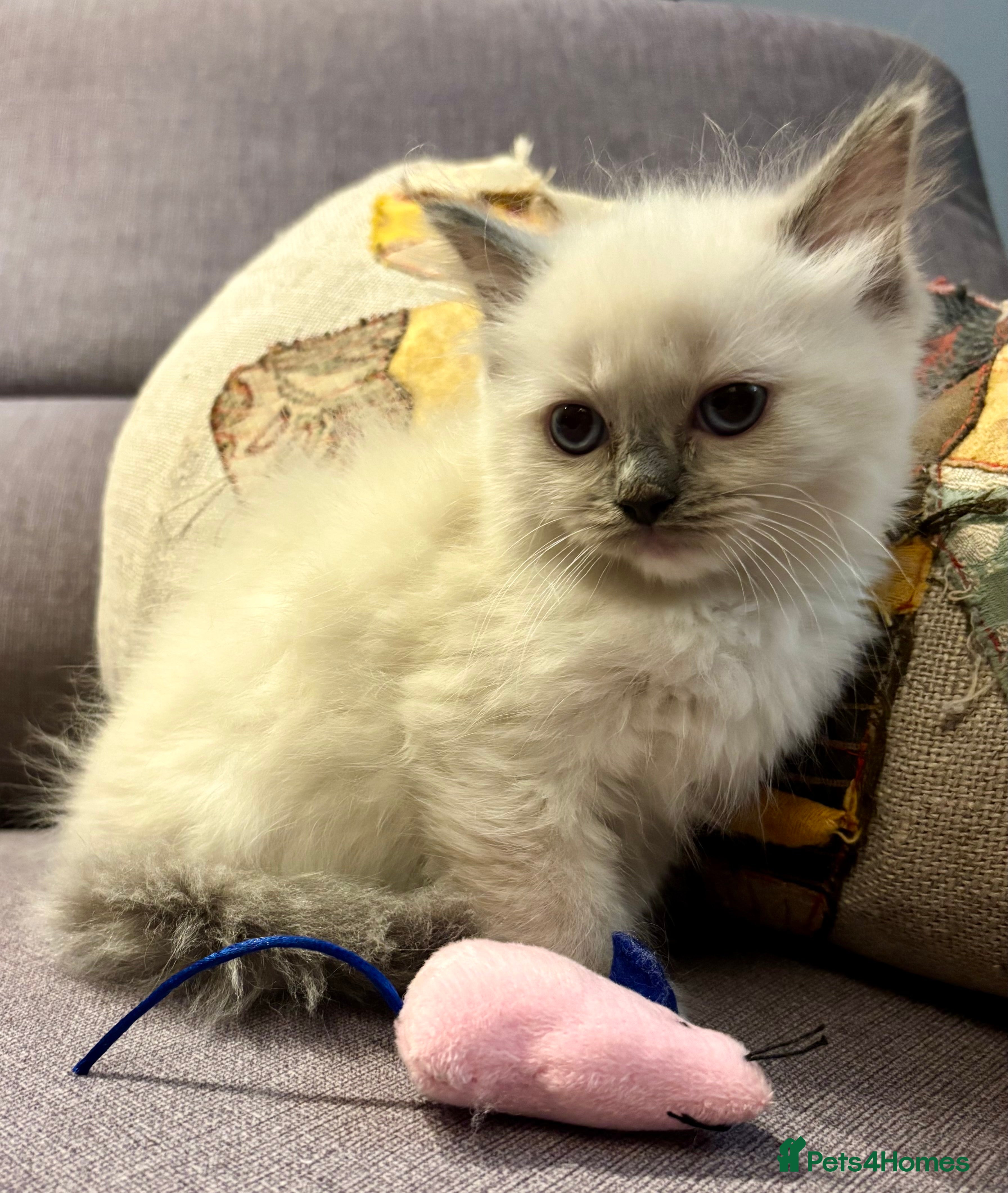 Ragdoll cats Gorgeous Ragdoll Kittens.  - Advert 5