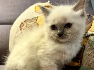 Ragdoll cats Gorgeous Ragdoll Kittens. - Advert 5