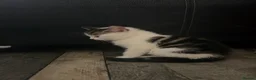 Mixed Breed cats for sale: Cat & Kittens - Free if Taken Together in Birmingham - Advert 5
