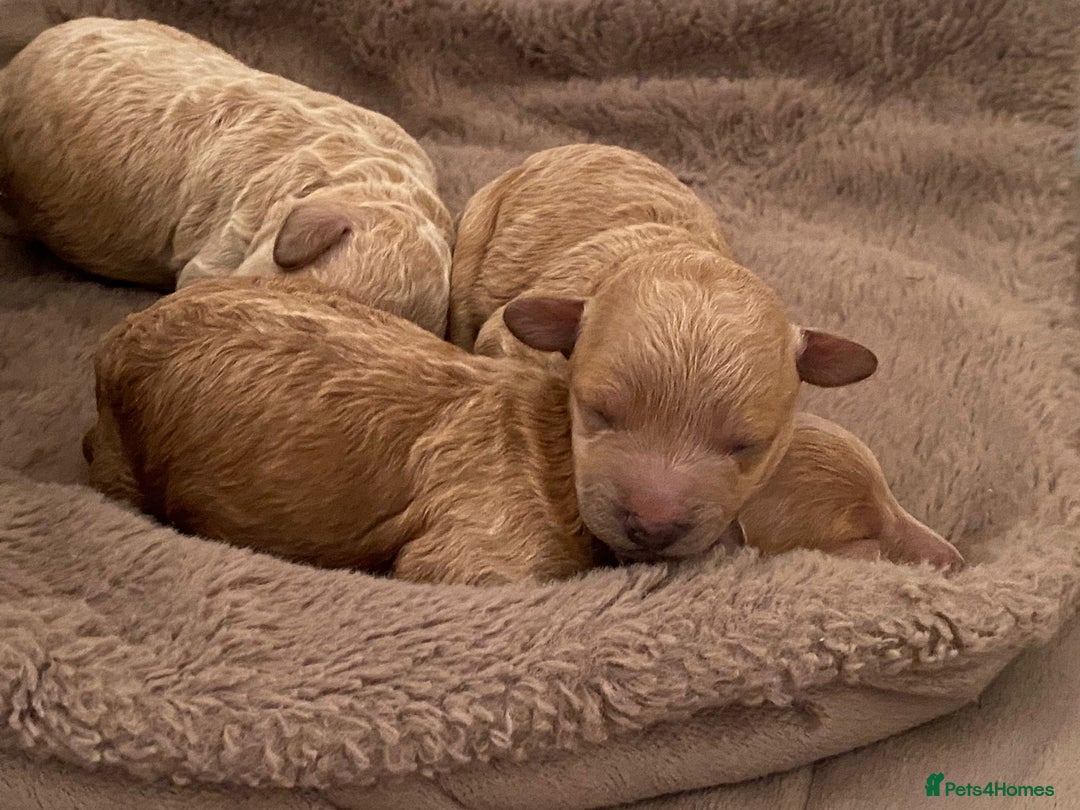 Miniature Poodle dogs for sale: 3 Gorgeous girls - Image 1