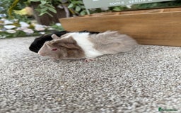 Guinea Pig rodents for sale: Two pairs of Guineapig boys to reserve  - Image 3