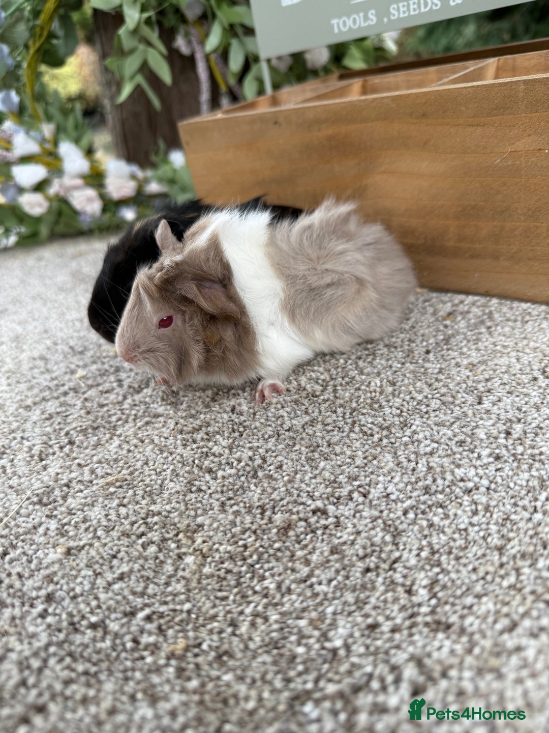 Guinea Pig rodents for sale: Two pairs of Guineapig boys to reserve  - Image 3