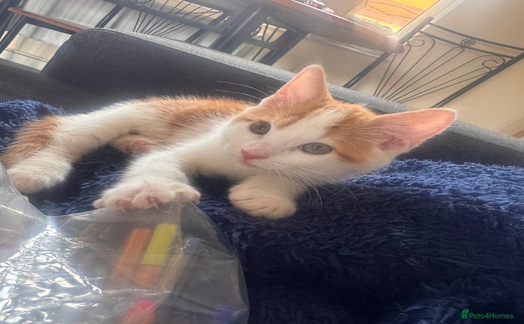 Domestic Shorthair cats in Bristol - Advert 15