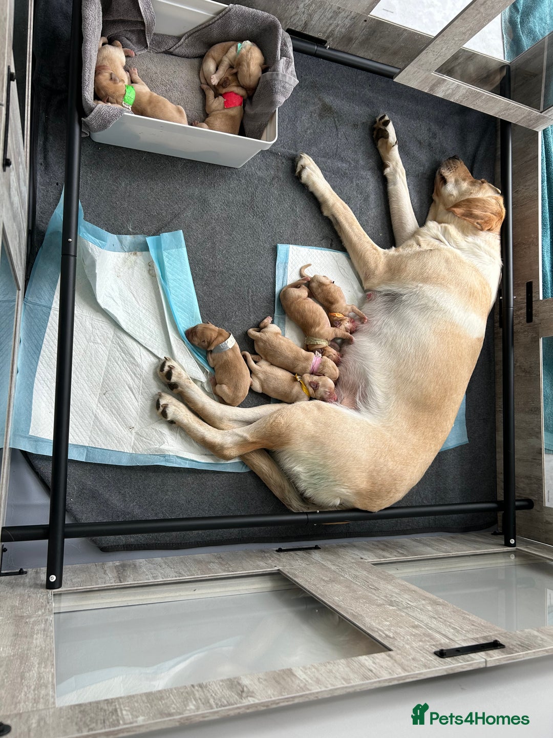 Labrador Retriever dogs for sale: Beautiful Labrador Puppies  - Image 4