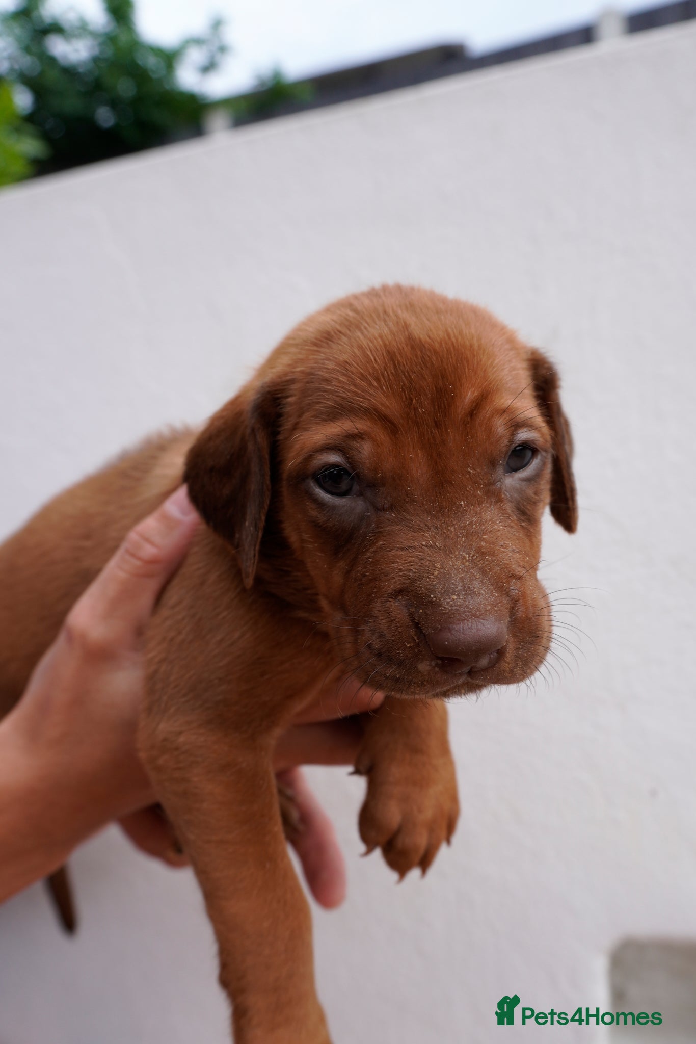 Rhodesian Ridgeback dogs for sale: Stunning litter of KC Rhodesian Ridgeback puppies in Ramsgate - Advert 8