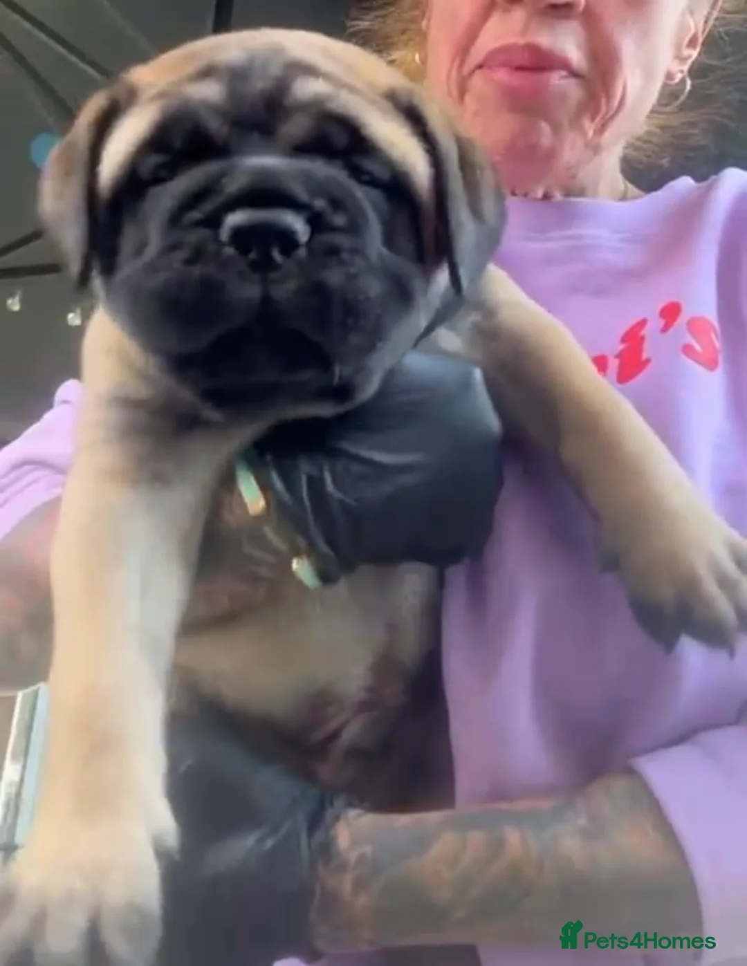 Bullmastiff dogs for sale: ASBORN BULLMASTIFF PUPS - Advert 1