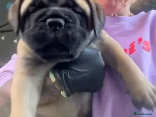 Bullmastiff dogs ASBORN BULLMASTIFF PUPS - Advert 12