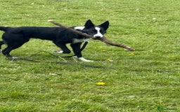 Border Collie dogs for sale: Finnan 10 months old. Border collie - Image 4