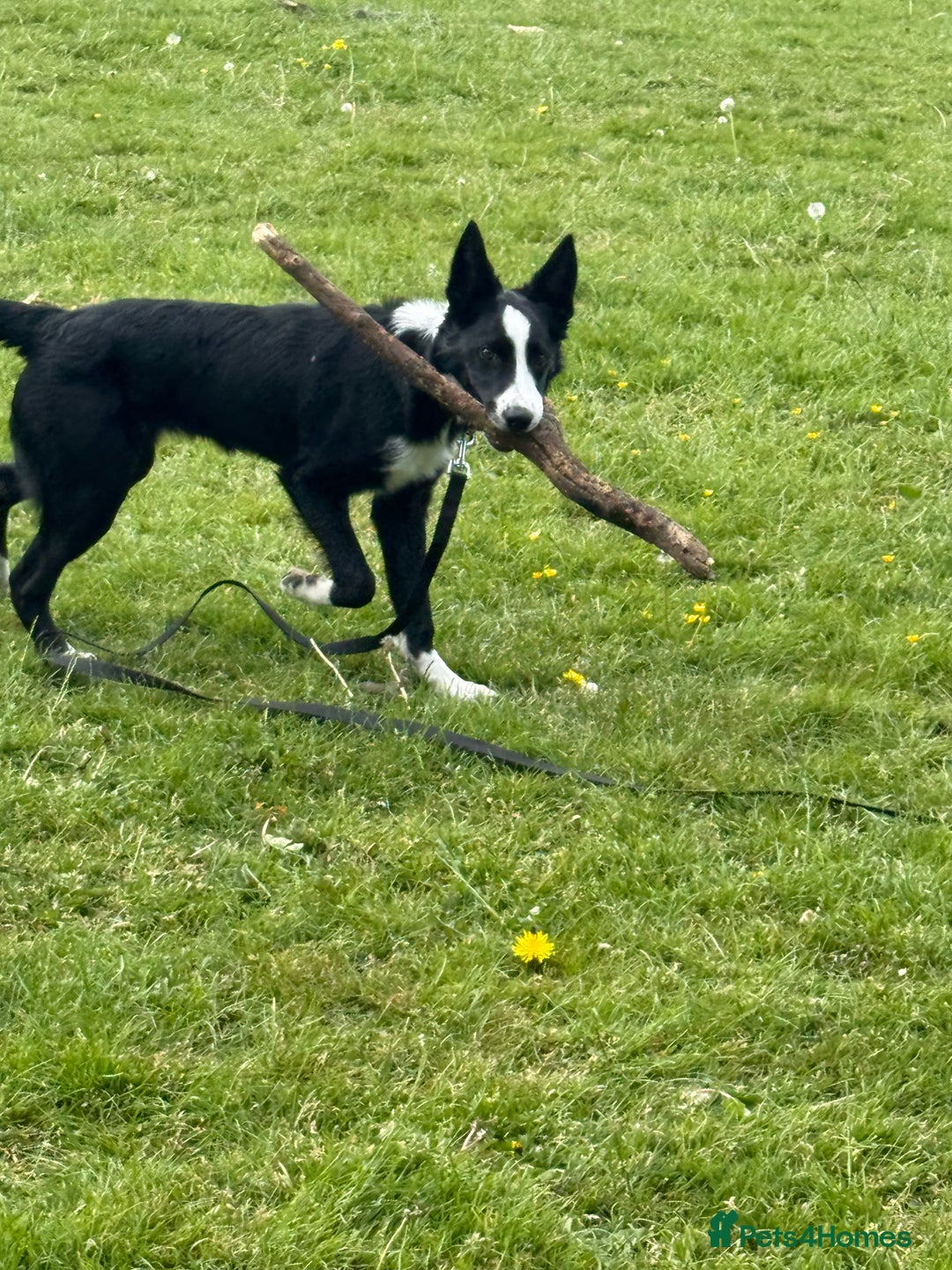 Border Collie dogs for sale: Finnan 10 months old. Border collie - Image 4