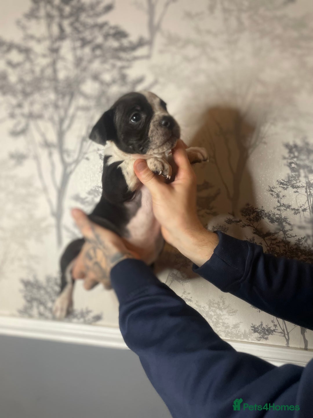 Shorty Bull dogs for sale: Proper pocket bully’s - Advert 11