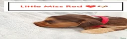 Cocker Spaniel dogs for sale: ❤️ 🐶Beautiful Show Type Cocker Puppies🐶❤️  - Advert 27