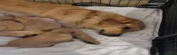 Golden Retriever dogs for sale:  beautiful litter of Golden Retriever puppies  in Birmingham - Advert 3