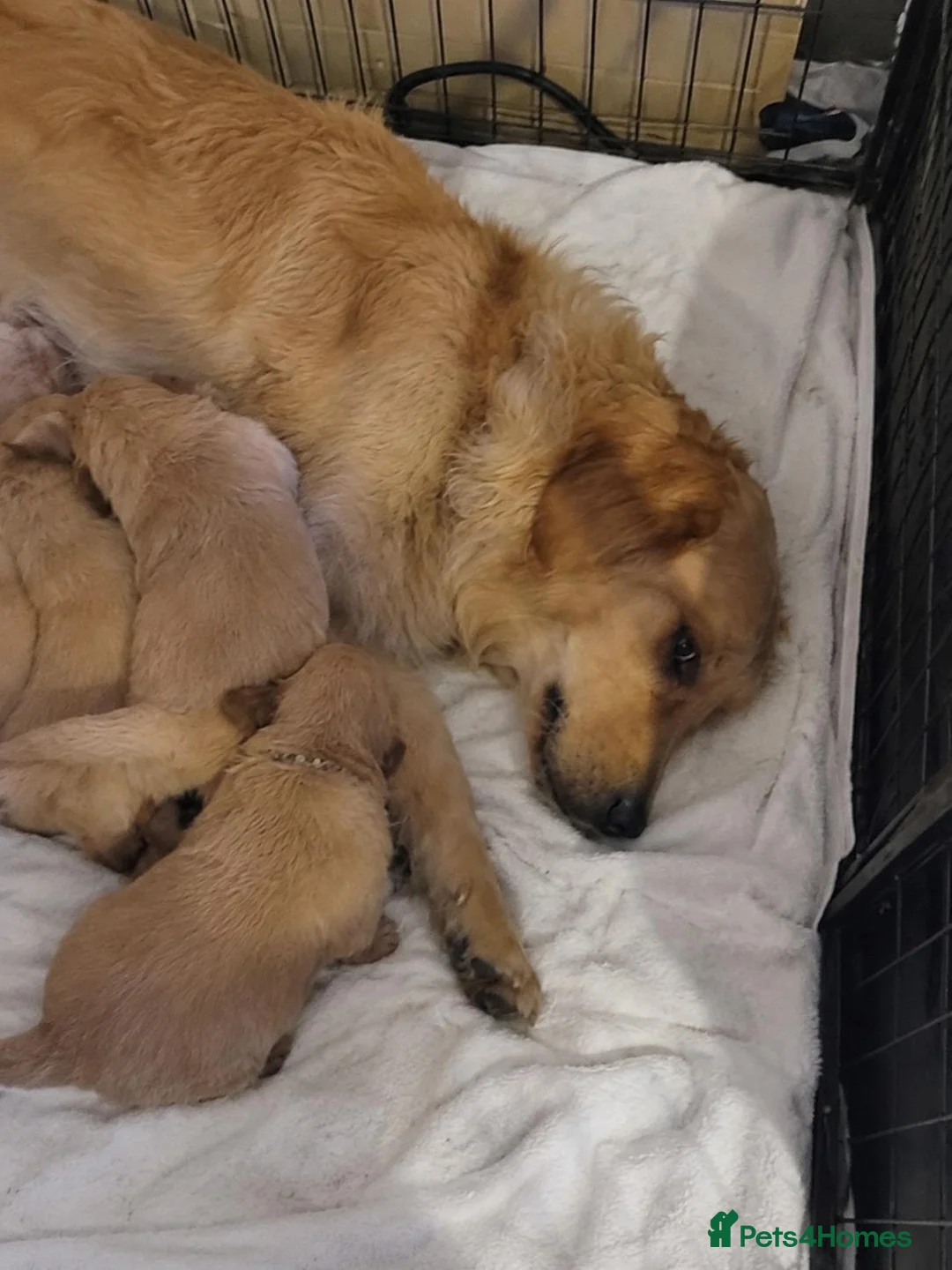 Golden Retriever dogs for sale:  beautiful litter of Golden Retriever puppies  in Birmingham - Advert 3