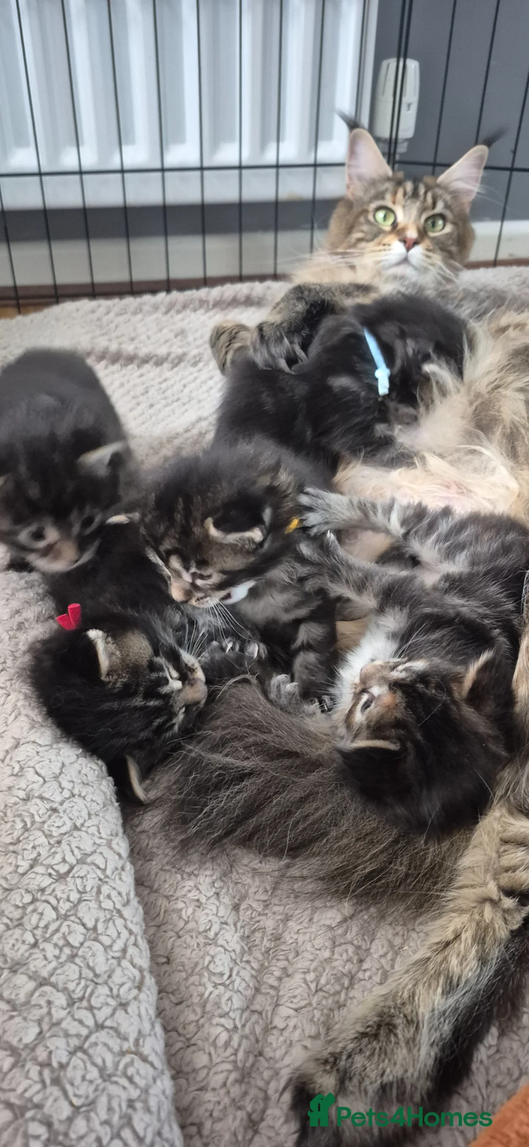 Maine Coon cats for sale: Stunning maine coon girl - Advert 18