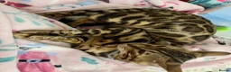 Bengal cats for sale: Friendly & Sociable Bengal Male Kitten - Advert 13
