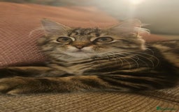 Persian cats for sale: Persian Kitten - Image 1