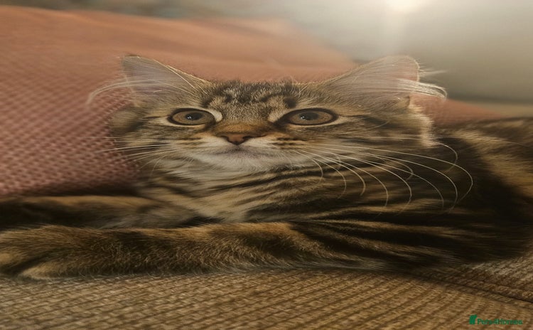 Persian cats - Advert 5