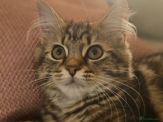 Persian cats - Advert 16