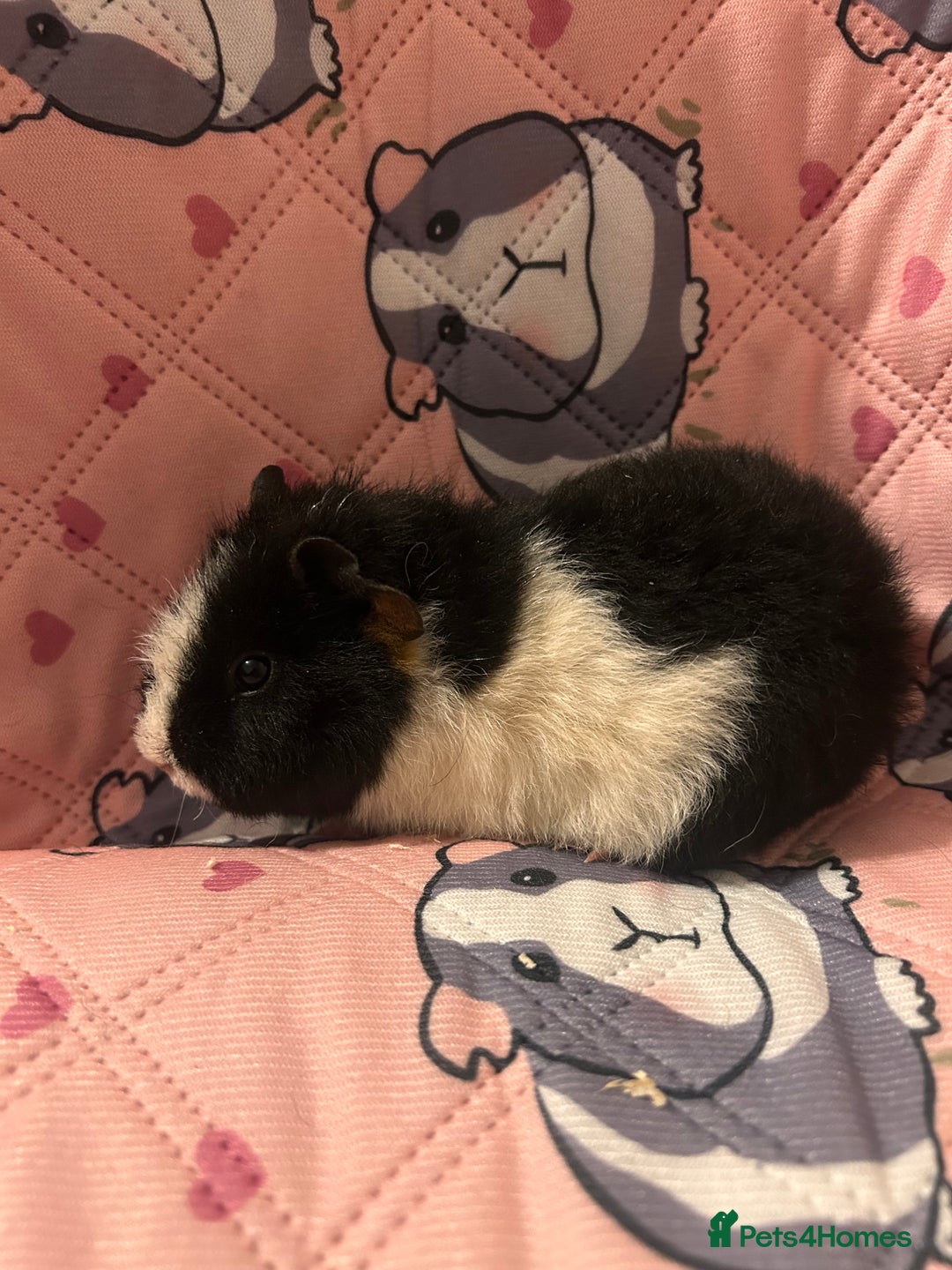 Guinea Pig rodents for sale: Lovely Teddy and Coronet baby guinea pigs  - Advert 4