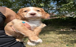 Cocker Spaniel dogs for sale: 3 golden cocker spaniels looking for loving homes - Image 5