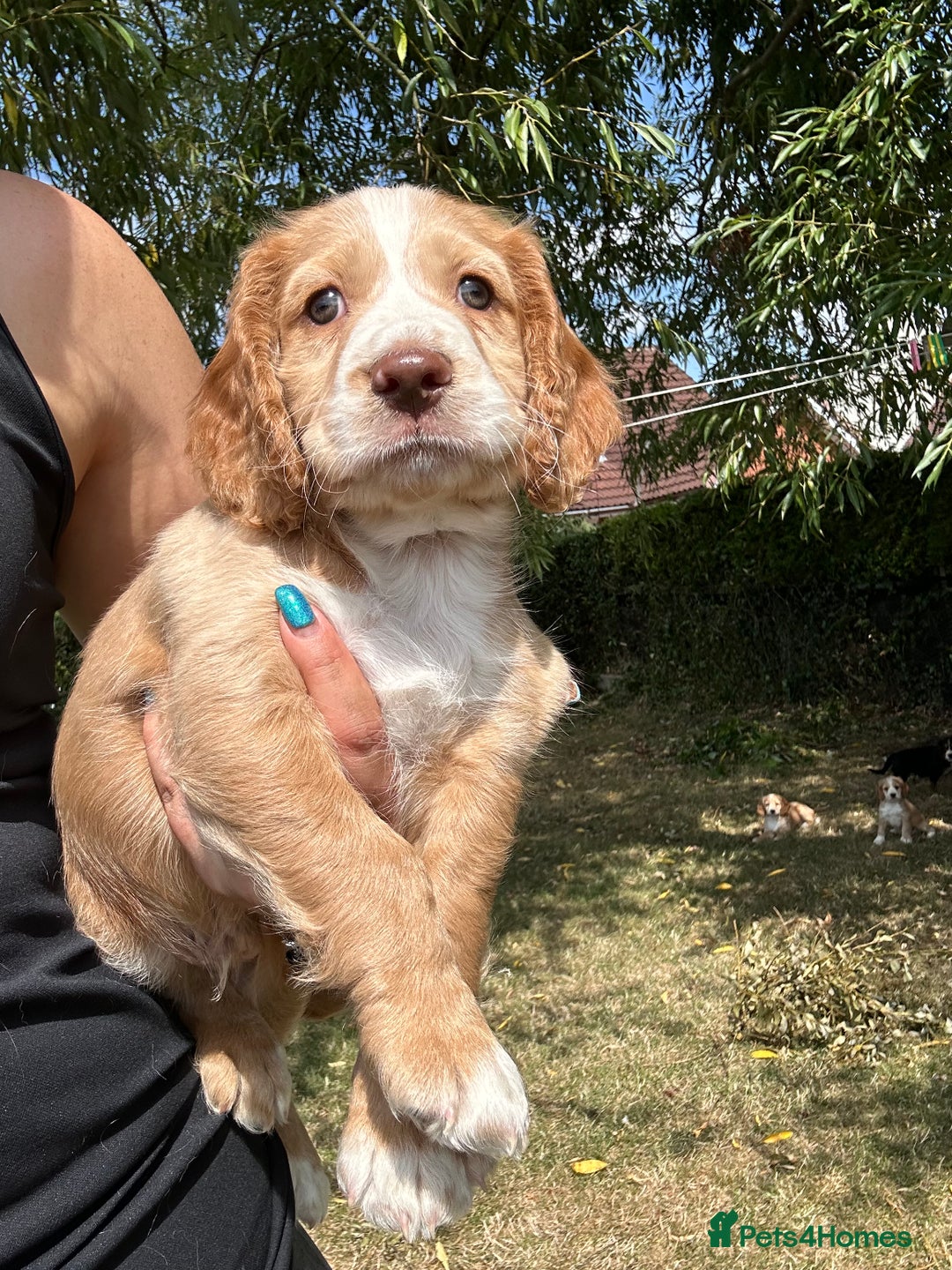 Cocker Spaniel dogs for sale: 3 golden cocker spaniels looking for loving homes - Image 5