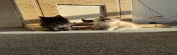 Mixed Breed cats for sale: kittens ready to be loved  - Advert 23