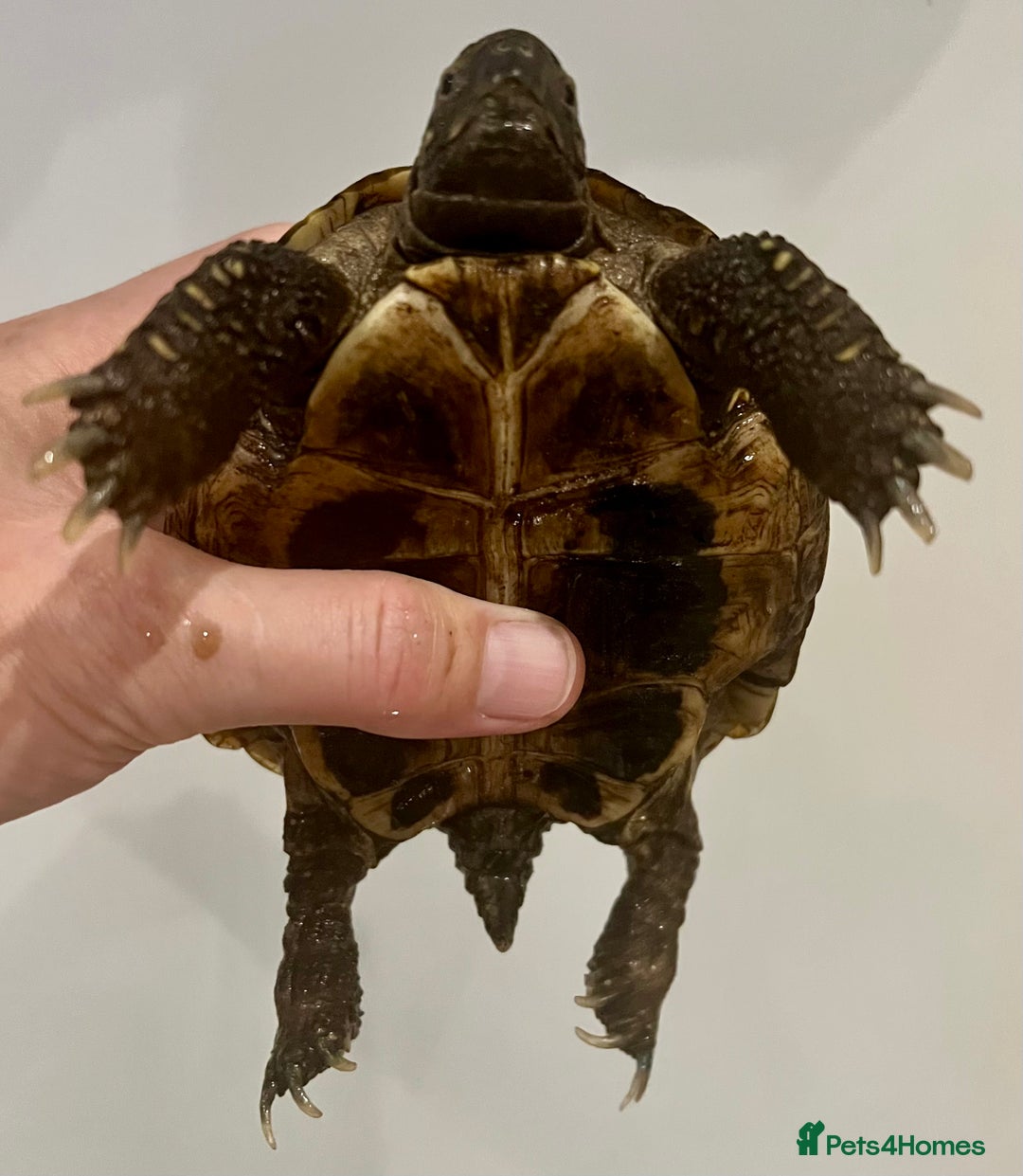 Hermann Tortoise reptiles for sale: Male Hermann’ Tortoise - Advert 3