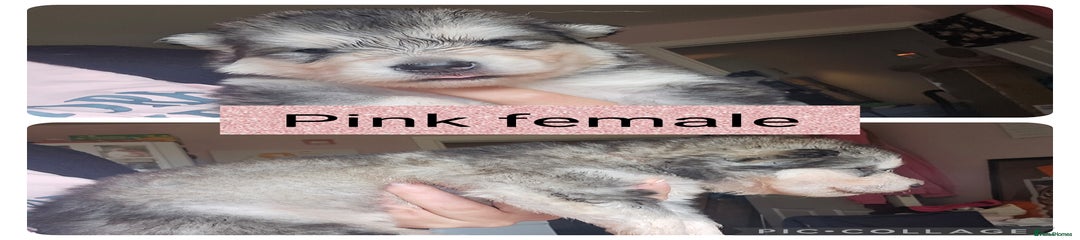 Alaskan Malamute Puppy 6