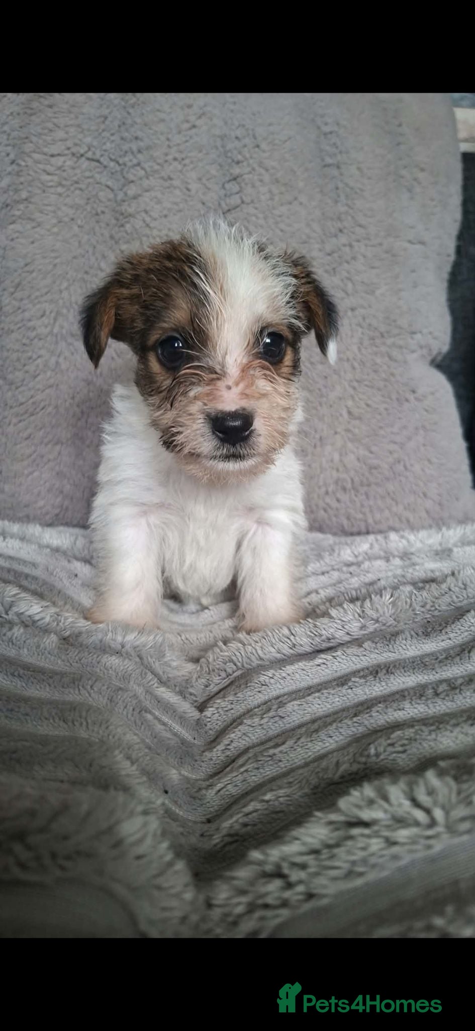 Jack Russell dogs Jack Russell  puppies  - Advert 2
