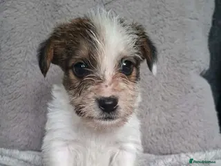 Jack Russell dogs Jack Russell puppies - Advert 2