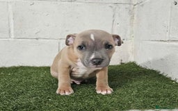 Staffordshire Bull Terrier dogs for sale: Kc Staffordshire bull terrier puppies  - Image 7