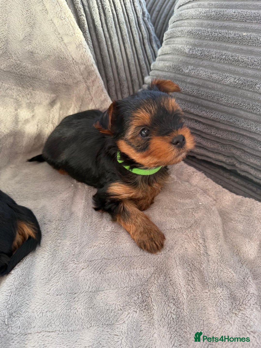 Yorkshire Terrier dogs for sale: Yorkshire Terrier puppies looking for new homes  - Advert 14