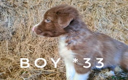 Border Collie dogs for sale: Stunning red merle and red border collie pups - Image 8
