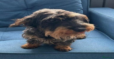 Dachshund dogs - Advert 5