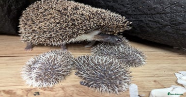 Pygmy Hedgehog rodents - Advert 5