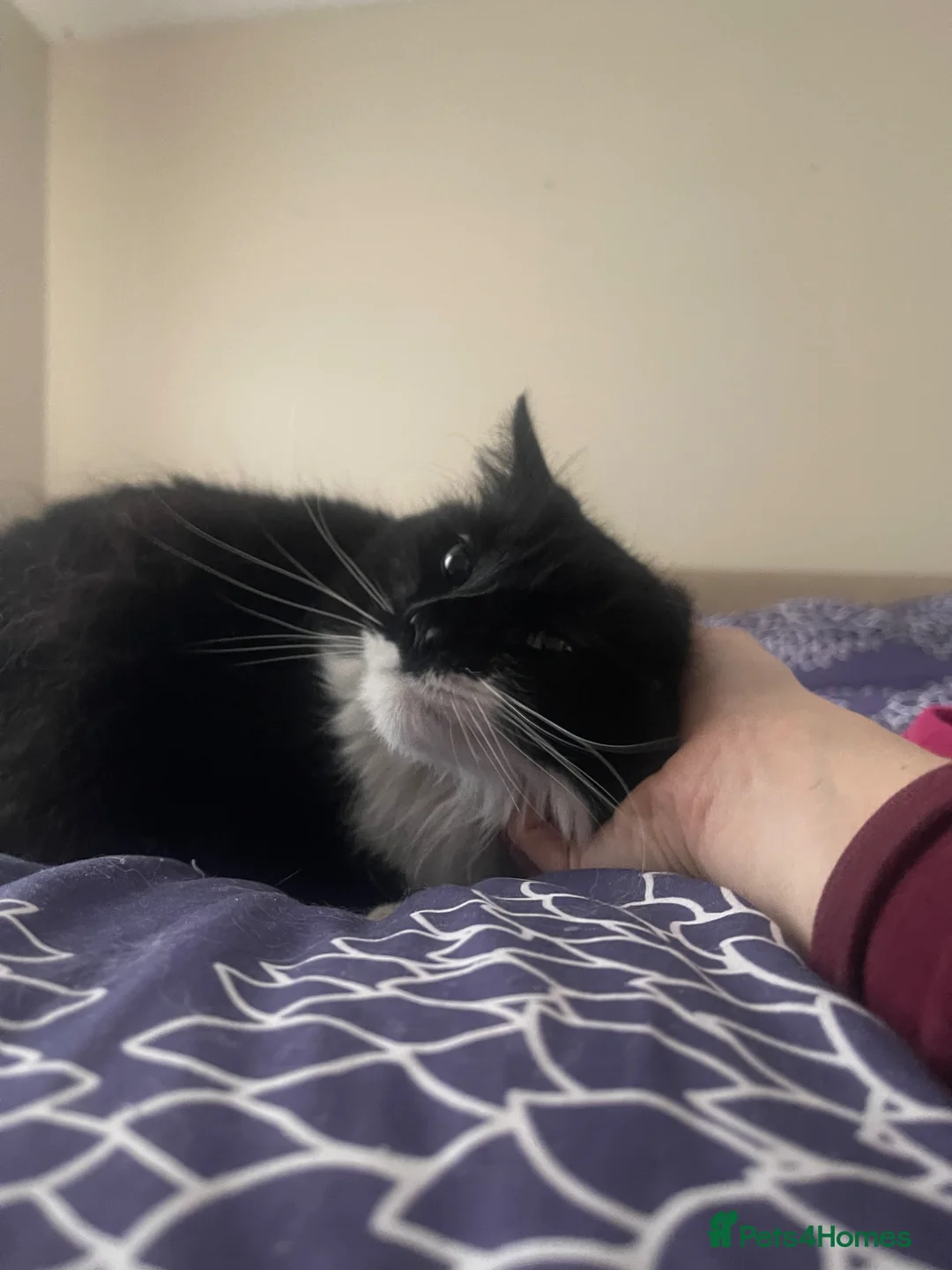 Mixed Breed cats for sale: Pair of black & white “Tuxedo” sisters  in Swaffham - Advert 8