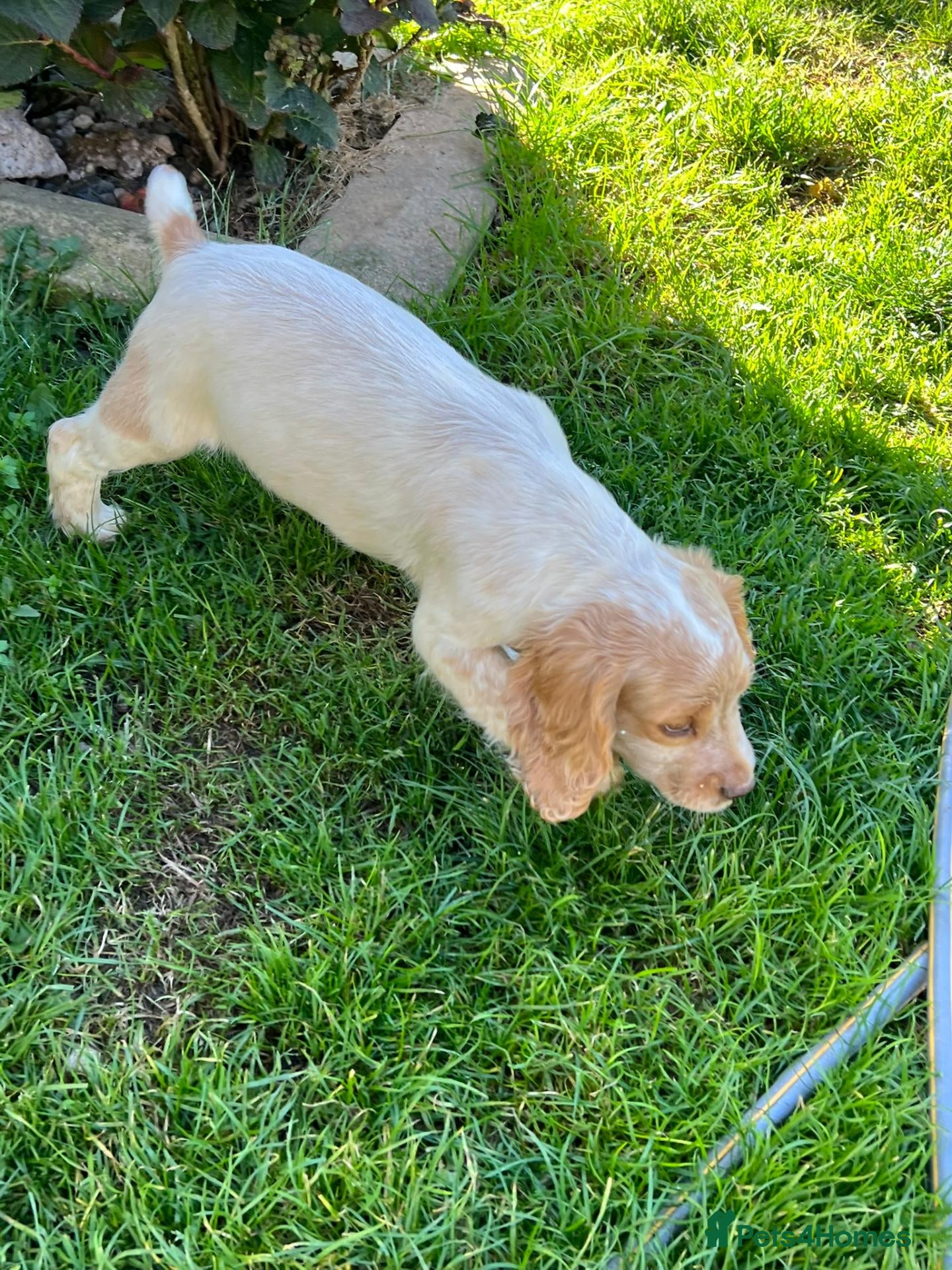 Cocker Spaniel dogs Working Cocker x Clumber Spaniel Puppies - Advert 2