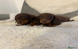 Miniature Dachshund dogs for sale: Miniature dachshund puppies  - Image 8