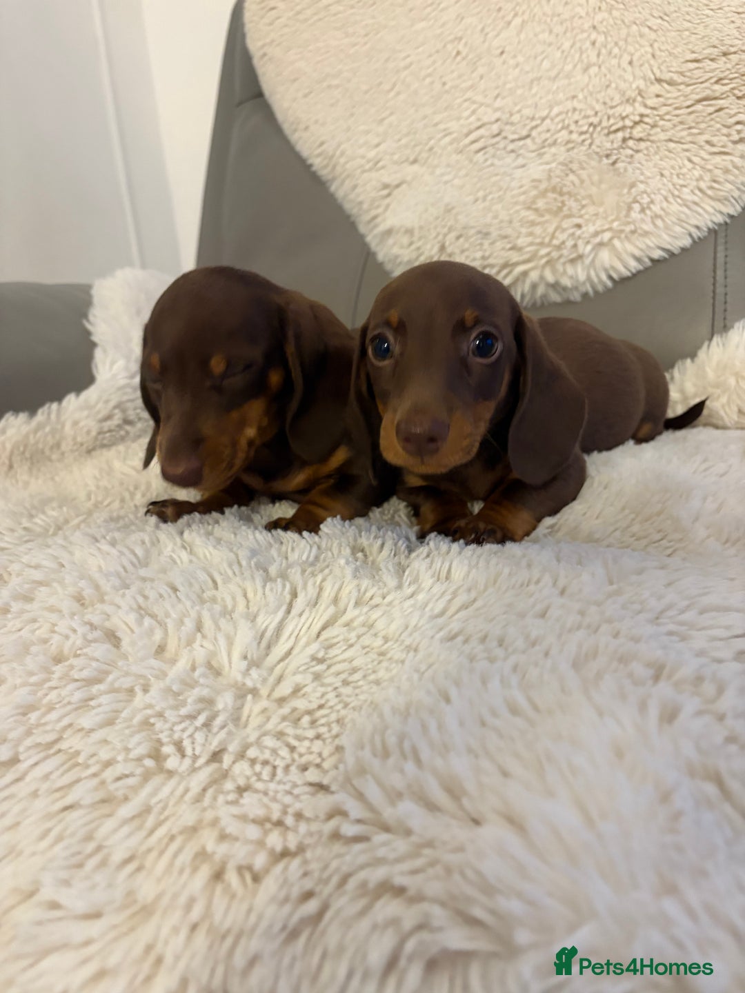 Miniature Dachshund dogs for sale: Miniature dachshund puppies  - Image 8