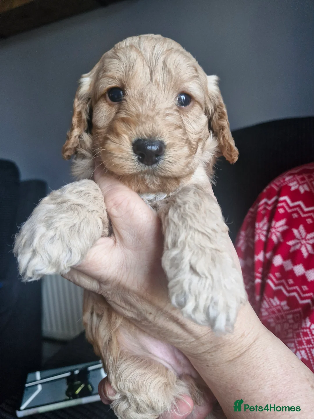 Cockapoo dogs for sale: F1B cockapoo puppies - Advert 2