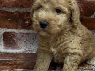 Cockapoo dogs Cockapoo Puppies – Well Socialised and beautiful - Advert 1