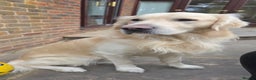 Golden Retriever dogs for stud: BEAUTIFUL PROVEN White Golden Retriever for Stud in Crowborough - Advert 4