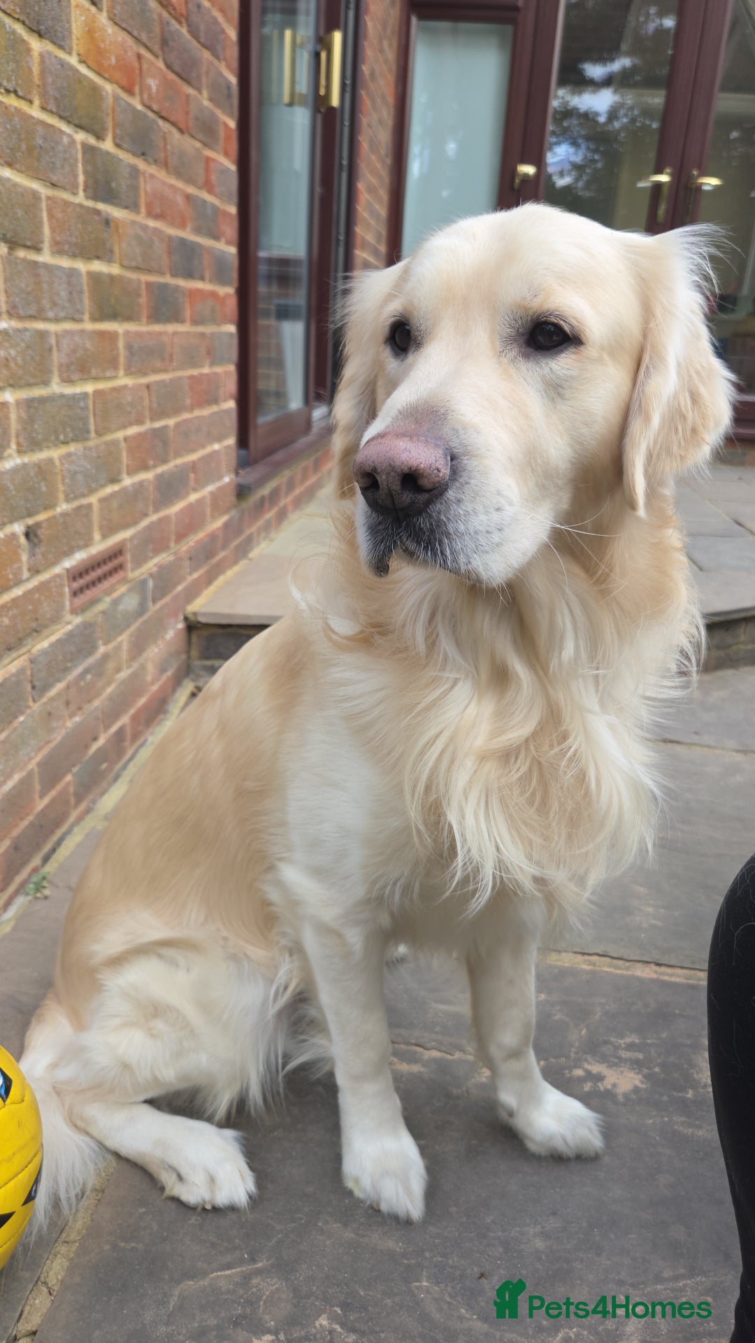 Golden Retriever dogs for stud: BEAUTIFUL PROVEN White Golden Retriever for Stud in Crowborough - Image 4