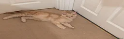 Maine Coon cats for sale: Pure maine coon kittens for sale - Advert 9