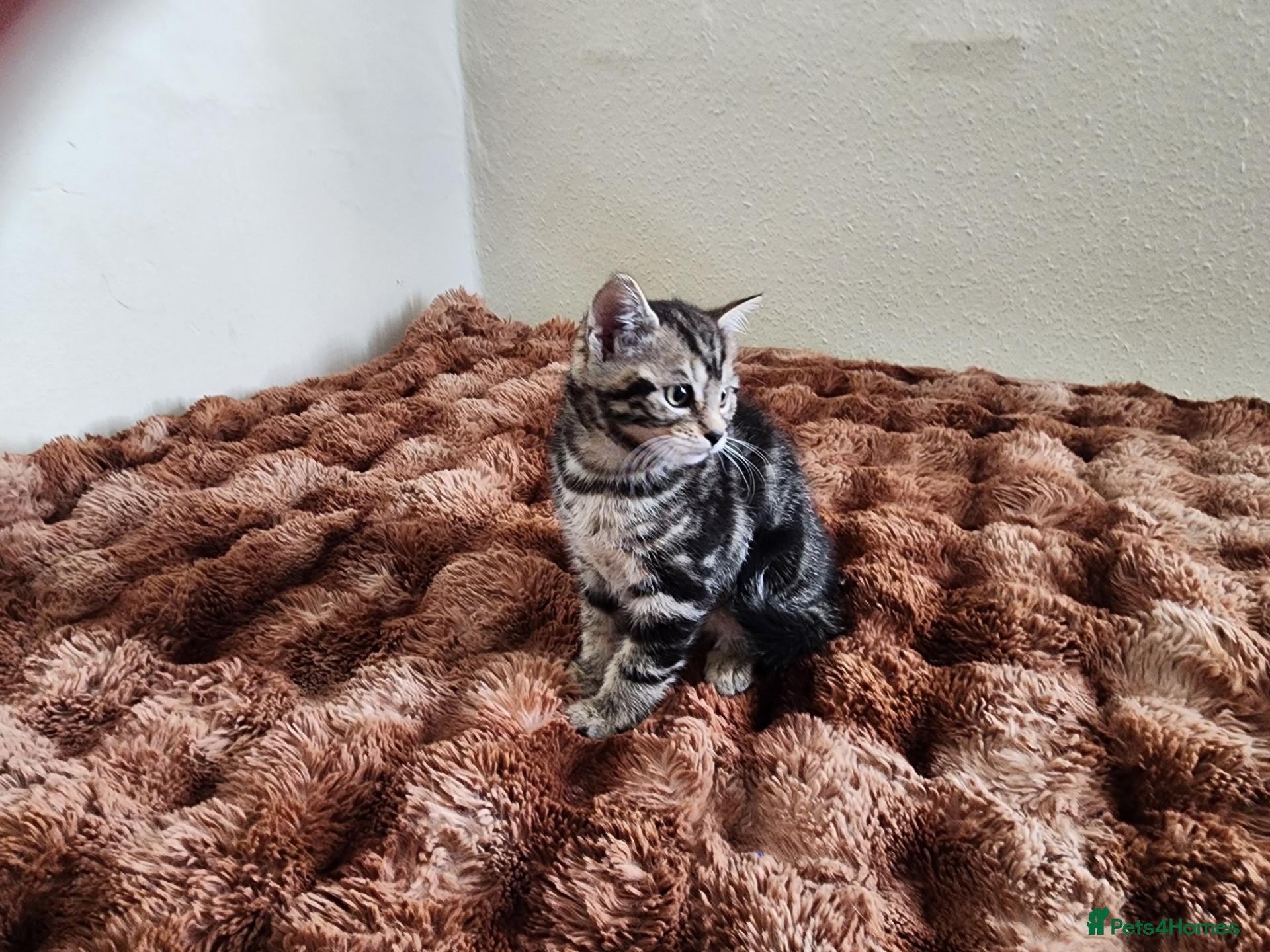 Mixed Breed cats Take home your best friend - Advert 2