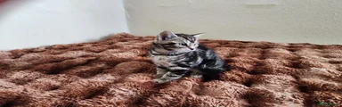 Mixed Breed 1