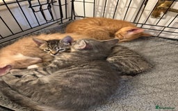 American Shorthair cats for sale: 4 stunning bsh x American short kittens avail - Image 7
