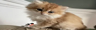 kitkat