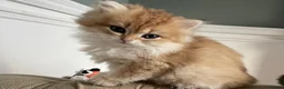 British Longhair cats for sale: Last BLH beautiful Boy - Advert 9